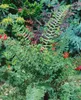 Dryopteris affinis, Goldschuppenfarn, ca. 9x9 cm Topf Produktbild-Vorschau 9