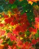 Acer circinatum, klon okrągłolistny, 80-100 cm Podgląd zdjęcia produktu 1