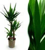 BoutiQ vert - Plante d'intérieur - Yucca elephantipes - Voir les images du produit 1