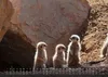 Erdmännchen - Kleine Wächter, große Abenteuer! - 2027 - Produktbild-Vorschau 11