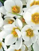 Krokus Jeanne d'Arc, witte bloembollen, 50 stuks. Productafbeelding-voorbeeld 3