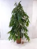 [Palmenlager] - XL Ficus bin. "Amstel King" - 150 Produktbild-Vorschau 2