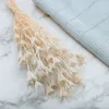 Orientalische Schwarzkümmelblume Getrocknete - (Nigella Produktbild-Vorschau 3