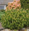 Bergkiefer ´MUGHUS´ 15-20 cm, Cont. 2,5 l Produktbild-Vorschau 4