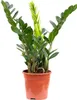 Piuma fortunata (Zamioculcas) - Perfetta per l'ufficio, la Anteprima dell’immagine prodotto 1