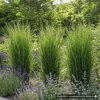 Stauden Gänge 5 x Panicum virgatum 'Northwind' im 1 Liter Produktbild-Vorschau 7