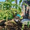 PLANTON P Mehrkomponentendünger für Tomaten 200g Produktbild-Vorschau 16