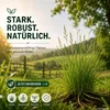 Quecke (Kammquecke), Agropyron cristatum, Inhalt: 1kg für Produktbild-Vorschau 6