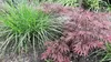 Stauden Gänge 1 x Miscanthus sinensis 'Little Zebra' im 1 Produktbild-Vorschau 3