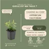 Plants by Frank | 48 Plantes de millepertuis | Hypericum Voir les images du produit 4