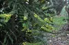 Mahonia x media 'Charity' - Mahoń 60-80 cm - Pojemnik Podgląd zdjęcia produktu 3