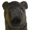 Dowman Soft Touch - RA916 - Malaysischer Tapir, Plüsch, Produktbild-Vorschau 3