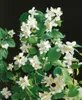 Philadelphus 'Dame Blanche', Duftjasmin, weiß, 40–60 cm Produktbild-Vorschau 1