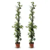 Sunny Tree - Toskánský jasmín - Popínavá rostlina - 2 ks - Náhled obrázku produktu 1