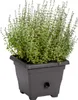 Plastia Pflanzenkübel Bergamot, Blumentopf mit Produktbild-Vorschau 2