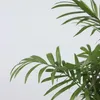 Bergpalme - 3 Stk - Chamaedorea elegans - Höhe 30-40cm - Produktbild-Vorschau 3