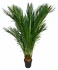 Cycas Revoluta, výška cca 100 cm – Sagopalma, palmfarn, Náhled obrázku produktu 4