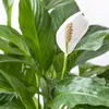 Bloomique - Spathiphyllum Torelli - Friedenslilie - Produktbild-Vorschau 3