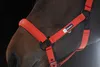 Eskadron Halfter SPARKLE DOUBLE PIN poppy red rot DYNAMIC Produktbild-Vorschau 3