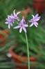 6 x Tulbaghia violacea - Aglio da interno - vaso 9 x 9 cm Anteprima dell’immagine prodotto 2