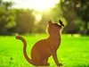 Gartendeko Gartenstecker Katze mit Schmetterling, Edelrost Produktbild-Vorschau 5