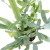 Zlatá škvrnitá papra? "Blue Star", Phlebodium aureum, 12cm Náhľad obrázku produktu 3