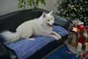 RAIKOU Hundedecke Katzendecken Waschbar und Flauschig, Produktbild-Vorschau 4
