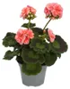Pelargónia vzpriamená – Pelargonium zonale – kvetináč 12 cm Náhľad obrázku produktu 2