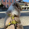 Dingo Hundegeschirre Guard "Bitte Nicht Anfassen" Größe L Produktbild-Vorschau 5