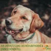 Algenöl für Hunde 100 ml - Vegane und nachhaltige Produktbild-Vorschau 4