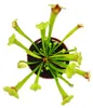 Trubkovitá rostlina - Sarracenia "Fiona" - Masožravá Náhled obrázku produktu 3