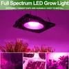 50W Pflanzenlampe LED Vollspektrum Pflanzenlicht Produktbild-Vorschau 4