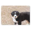 MuchoWow® Schreibtischunterlage Berner Sennenhund Welpe am Produktbild-Vorschau 1