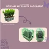Bosso - Buxus NewGen Freedom - 48 piante - altezza circa 15 Anteprima dell’immagine prodotto 6