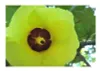 10x Hibiscus tiliaceus Strauch Eibisch Garten Pflanzen - Produktbild-Vorschau 5
