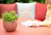 A plant in a pot sits on a table next to a magazine, with a person reading in the background. Anteprima dell’immagine prodotto