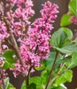 BALDUR Garten Zwerg Flieder 'Little Rosie®',1 Pflanze, Produktbild-Vorschau 2