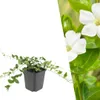 Plants by Frank | 60 Weißes Immergrün Pflanzen | Vinca Produktbild-Vorschau 1