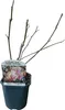 Tulpen-Magnolie Magnolia Soulangiana - Strauch/Baum - Produktbild-Vorschau 3
