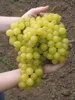 Vitis vinifera Millenium kernlose weiße Weinrebe Produktbild-Vorschau 2