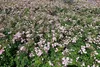 20x The Fairy wunderschön robust reich rosa blühend Produktbild-Vorschau 6