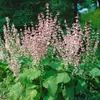 Salvia pratensis, Wiesensalbei, violett, ca. 9x9 cm Topf Produktbild-Vorschau 10