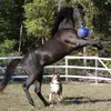 Jolly Pferd Spielball dunkelblau Produktbild-Vorschau 2