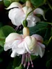 Calvendo Fuchsie Jollies Avignon 1000 Teile Puzzle hoch Produktbild-Vorschau 2