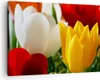 Bild auf Leinwand - Leinwandbild - Tulpen Vase Blumenstrauß Produktbild-Vorschau 1