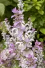 Muskatellersalbei, im Topf - Salvia sclarea Produktbild-Vorschau 4