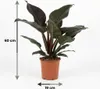 Green boutiQ - Plante d'intérieur - Philodendron - Voir les images du produit 3