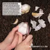 Artikelbild 2 von 'Winter-Pflanzknoblauch (Steckknoblauch) (3 Stück)' Produktbild-Vorschau