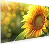 Küchenrückwand Spritzschutz Glas mit Motiv Sonnenblume Produktbild-Vorschau 1