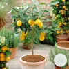 Bloomique - Citrus Limon - Zitrone - Zitronenbaum - Produktbild-Vorschau 2